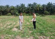 Polsek Tambusai Utara Dorong Budidaya Jagung, Perkuat Ketahanan Pangan di Tengah Dinamika Lahan