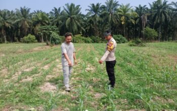 Polsek Tambusai Utara Dorong Budidaya Jagung, Perkuat Ketahanan Pangan di Tengah Dinamika Lahan