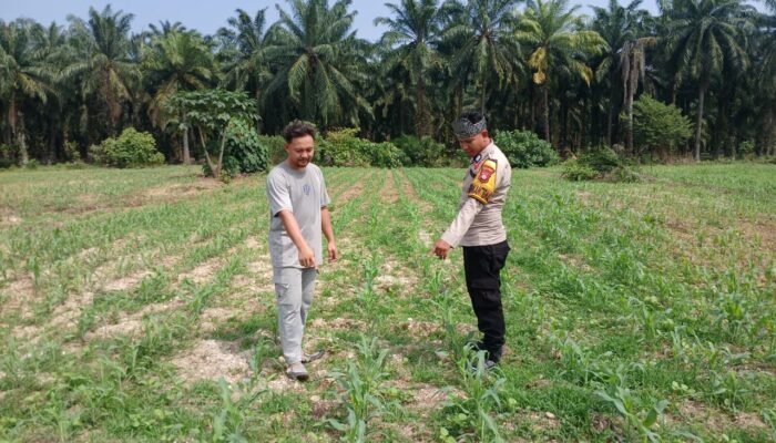 Polsek Tambusai Utara Dorong Budidaya Jagung, Perkuat Ketahanan Pangan di Tengah Dinamika Lahan