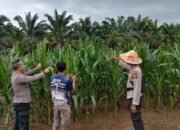 Polsek Kunto Darussalam Jaga Jagung Memasuki Fase Pembentukan Hasil, Perkuat Ketahanan Pangan