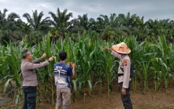 Polsek Kunto Darussalam Jaga Jagung Memasuki Fase Pembentukan Hasil, Perkuat Ketahanan Pangan