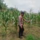 Polsek Rambah Jaga Budidaya Jagung Bangun Purba, Swasembada Pangan Jadi Sasaran