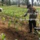 Polsek Kabun Dorong Ekonomi Petani Lewat Budidaya Jagung Menuju Swasembada Pangan