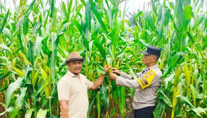 Polsek Tambusai Utara Petakan Tantangan Jagung Rantau Sakti Dukung Swasembada Pangan