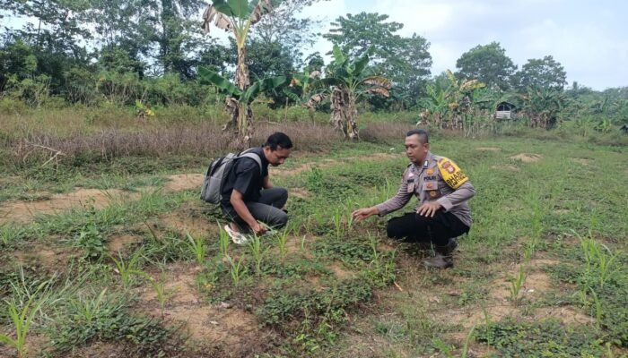Polsek Rokan IV Koto Dorong Swasembada Pangan, Jagung Bengkolan Salak Mulai Tunjukkan Hasil