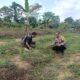 Polsek Rokan IV Koto Dorong Swasembada Pangan, Jagung Bengkolan Salak Mulai Tunjukkan Hasil