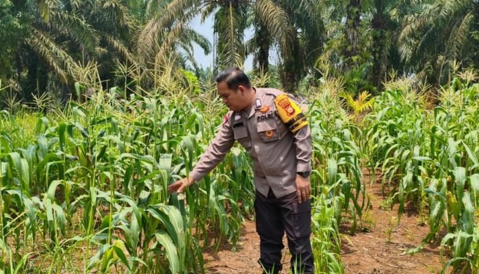 Polsek Rokan IV Koto Pantau Jagung Pendalian Dorong Peningkatan Ketahanan Pangan Nasional