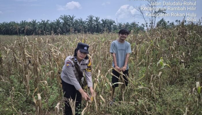 Polsek Tambusai Dorong Petani Jagung di Desa Batas Jadi Penopang Swasembada Pangan