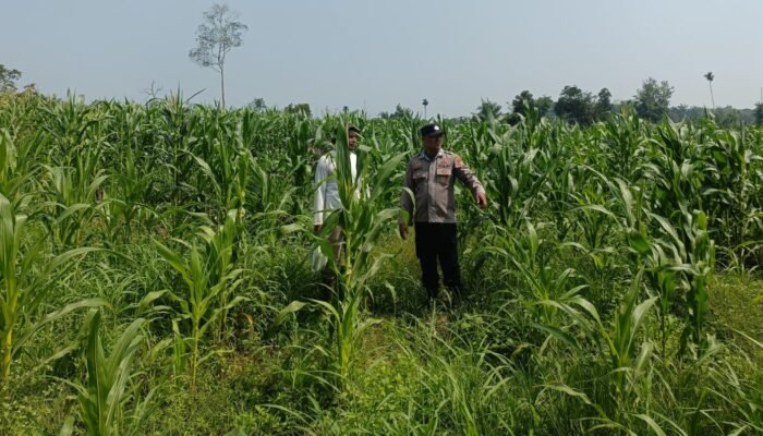 Polsek Rambah Hilir Pantau Perkembangan Jagung, Jaga Kesinambungan Swasembada Pangan