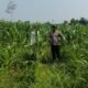 Polsek Rambah Hilir Pantau Perkembangan Jagung, Jaga Kesinambungan Swasembada Pangan