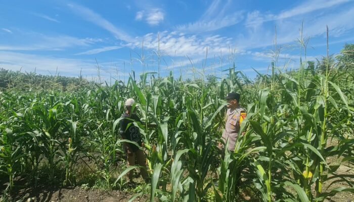 Polsek Tambusai Utara Kawal Keberlanjutan Lahan Jagung untuk Perkuat Ketahanan Pangan
