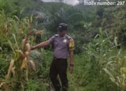 Polsek Rokan IV Koto dan Pemdes Evaluasi Kendala Pertumbuhan Jagung, Dukung Ketahanan Pangan