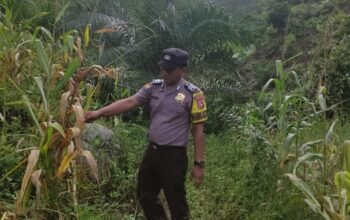 Polsek Rokan IV Koto dan Pemdes Evaluasi Kendala Pertumbuhan Jagung, Dukung Ketahanan Pangan