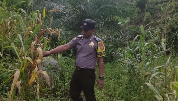Polsek Rokan IV Koto dan Pemdes Evaluasi Kendala Pertumbuhan Jagung, Dukung Ketahanan Pangan