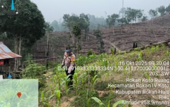 Polsek Rokan IV Koto Cermati Pertumbuhan Jagung, Dukung Swasembada Pangan Nasional