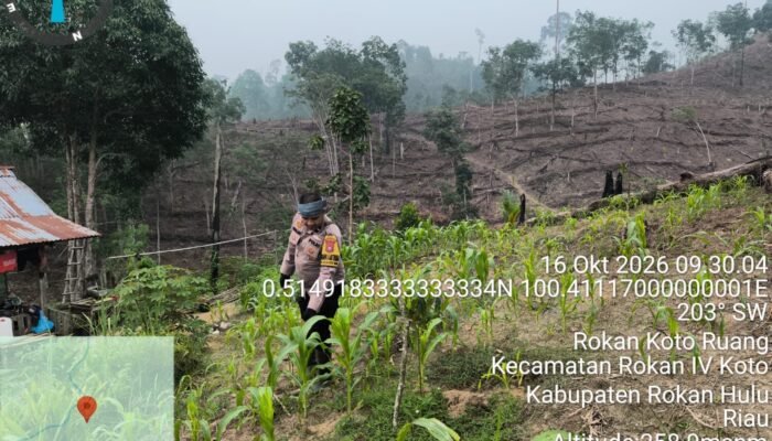 Polsek Rokan IV Koto Cermati Pertumbuhan Jagung, Dukung Swasembada Pangan Nasional