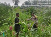 Polsek Rokan IV Koto Bangun Kolaborasi Berkelanjutan dengan Petani Jagung Menuju Swasembada Pangan