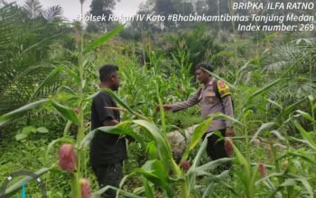 Polsek Rokan IV Koto Bangun Kolaborasi Berkelanjutan dengan Petani Jagung Menuju Swasembada Pangan