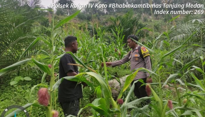 Polsek Rokan IV Koto Bangun Kolaborasi Berkelanjutan dengan Petani Jagung Menuju Swasembada Pangan
