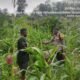Polsek Rokan IV Koto Bangun Kolaborasi Berkelanjutan dengan Petani Jagung Menuju Swasembada Pangan