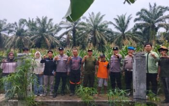 Polsek Rambah Hilir Konsisten Dorong Pengembangan Jagung, Dukung Ketahanan Pangan Nasional