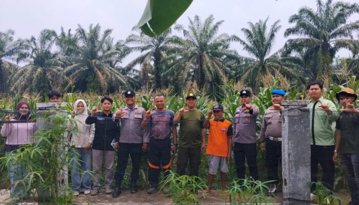 Polsek Rambah Hilir Konsisten Dorong Pengembangan Jagung, Dukung Ketahanan Pangan Nasional