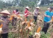 Polsek Rokan IV Koto Dorong Lahan Produktif untuk Ketahanan Pangan, Panen Jagung Capai 1 Ton