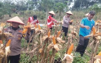 Polsek Rokan IV Koto Dorong Lahan Produktif untuk Ketahanan Pangan, Panen Jagung Capai 1 Ton