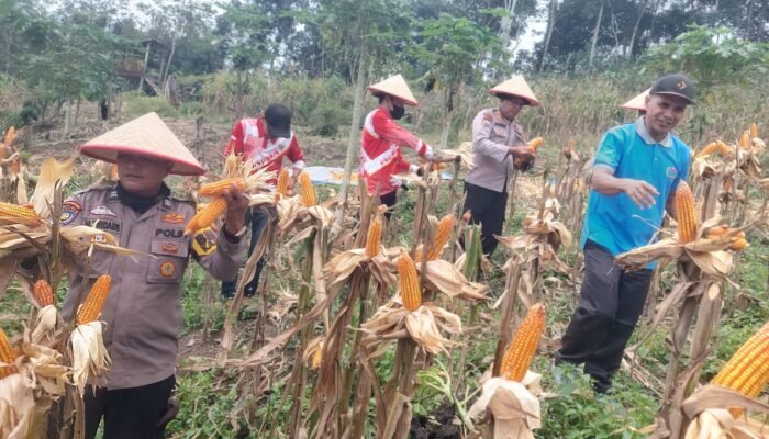 Polsek Rokan IV Koto Dorong Lahan Produktif untuk Ketahanan Pangan, Panen Jagung Capai 1 Ton