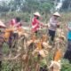 Polsek Rokan IV Koto Dorong Lahan Produktif untuk Ketahanan Pangan, Panen Jagung Capai 1 Ton