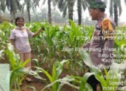 Polsek Kabun Perkuat Monitoring Petani Jagung, Jaga Ketahanan Pangan Nasional