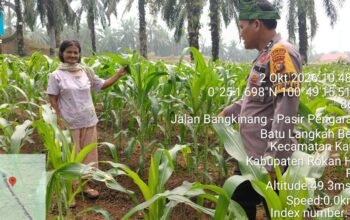Polsek Kabun Perkuat Monitoring Petani Jagung, Jaga Ketahanan Pangan Nasional