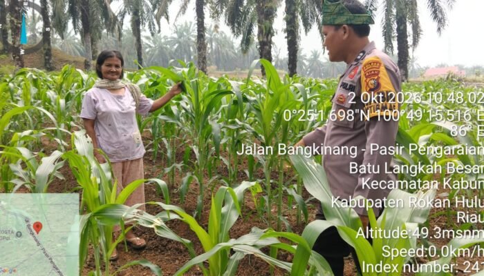 Polsek Kabun Perkuat Monitoring Petani Jagung, Jaga Ketahanan Pangan Nasional