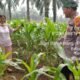 Polsek Kabun Perkuat Monitoring Petani Jagung, Jaga Ketahanan Pangan Nasional