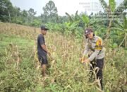 Polsek Tambusai Dampingi Kelompok Tani, Perkuat Ketahanan Pangan Berkelanjutan