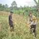 Polsek Tambusai Dampingi Kelompok Tani, Perkuat Ketahanan Pangan Berkelanjutan