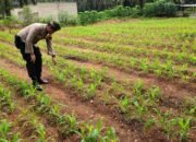 Polsek Tandun Lanjutkan Monitoring Jagung Desa Koto Tandun, Perkuat Ketahanan Pangan Nasional