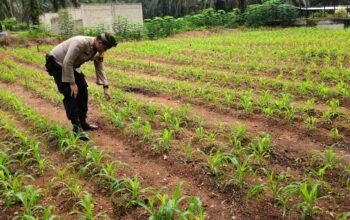 Polsek Tandun Lanjutkan Monitoring Jagung Desa Koto Tandun, Perkuat Ketahanan Pangan Nasional