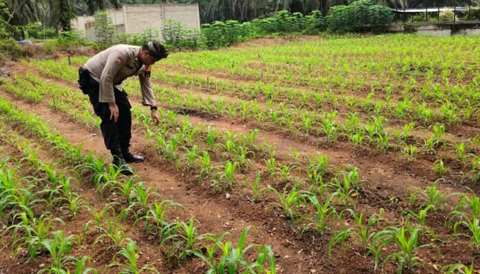 Polsek Tandun Lanjutkan Monitoring Jagung Desa Koto Tandun, Perkuat Ketahanan Pangan Nasional