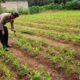 Polsek Tandun Lanjutkan Monitoring Jagung Desa Koto Tandun, Perkuat Ketahanan Pangan Nasional