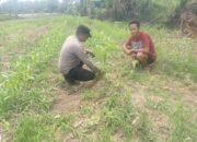 Polsek Kepenuhan Jaga Produktivitas Jagung Muara Jaya, Dukung Ketahanan Pangan Nasional