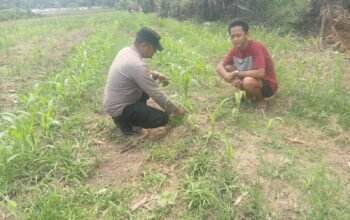 Polsek Kepenuhan Jaga Produktivitas Jagung Muara Jaya, Dukung Ketahanan Pangan Nasional