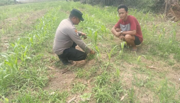 Polsek Kepenuhan Jaga Produktivitas Jagung Muara Jaya, Dukung Ketahanan Pangan Nasional
