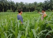 Polsek Tambusai Utara Kawal Lahan Jagung Menuju Swasembada Pangan
