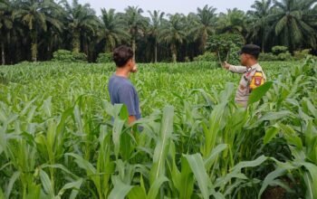 Polsek Tambusai Utara Kawal Lahan Jagung Menuju Swasembada Pangan