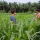 Polsek Tambusai Utara Kawal Lahan Jagung Menuju Swasembada Pangan