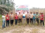 Polsek Tambusai Utara Panen 2 Ton Jagung Berkualitas, Dukung Swasembada Pangan
