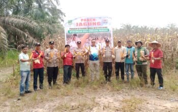 Polsek Tambusai Utara Panen 2 Ton Jagung Berkualitas, Dukung Swasembada Pangan
