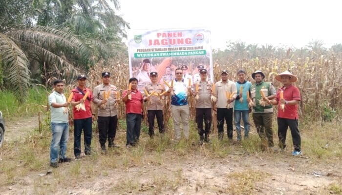 Polsek Tambusai Utara Panen 2 Ton Jagung Berkualitas, Dukung Swasembada Pangan