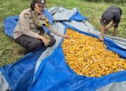 Panen Jagung Desa Batas Belum Maksimal, Polsek Tambusai Dorong Swasembada Pangan